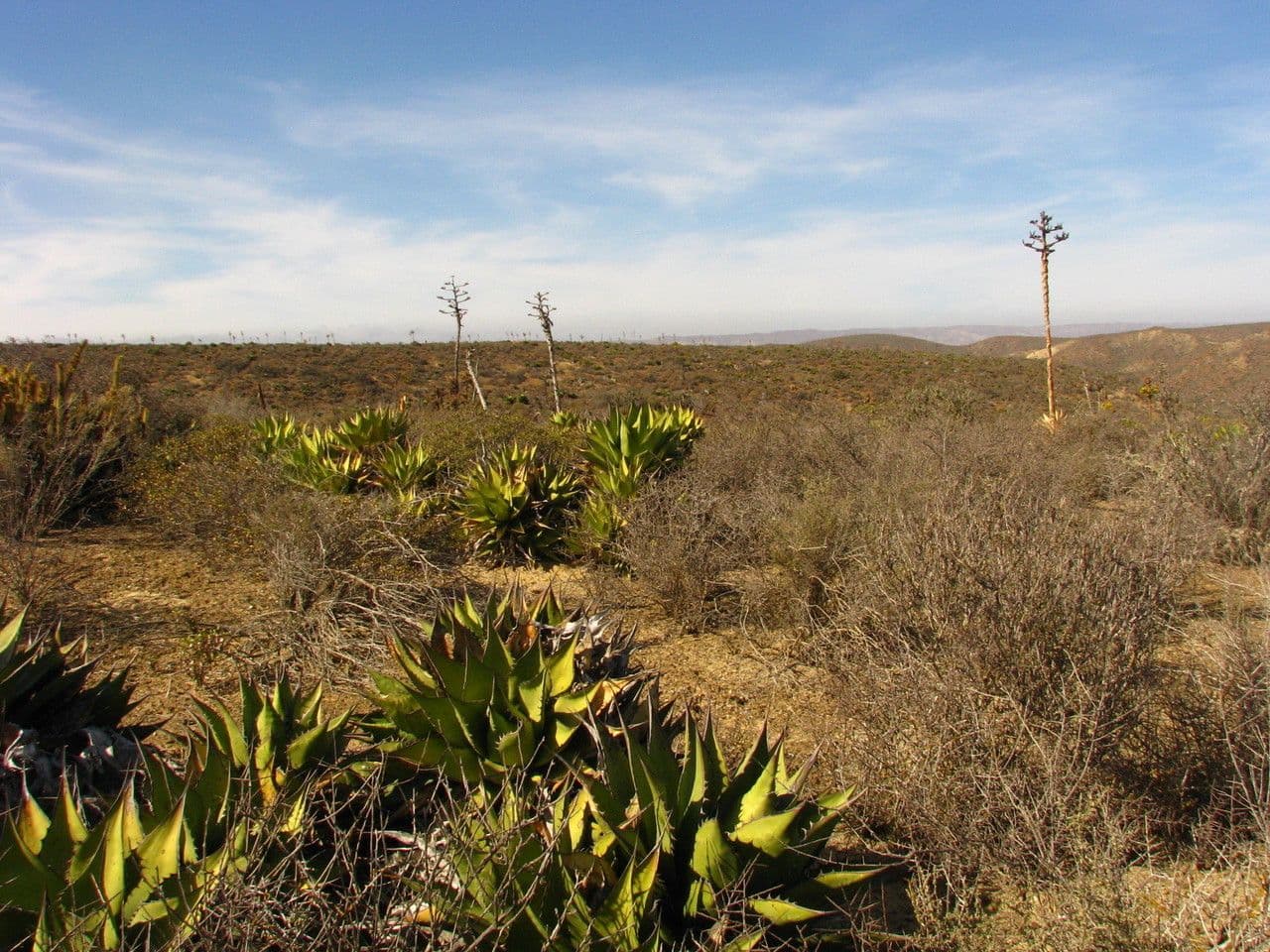 Agave di Shaw 9