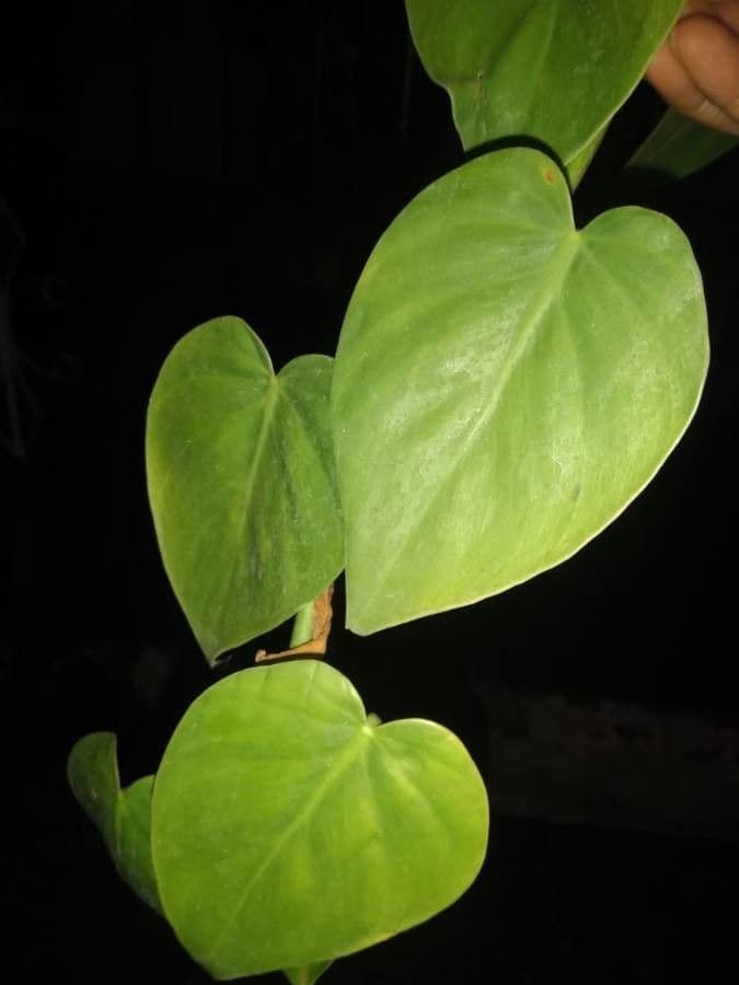 Philodendron 7