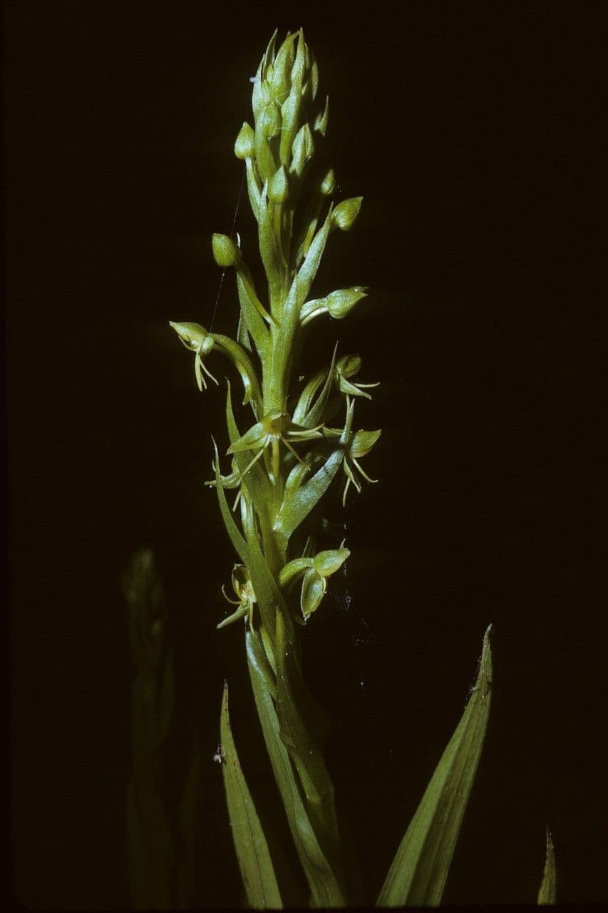 Orchidée d'eau 4