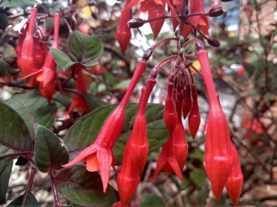 Fuchsien 6