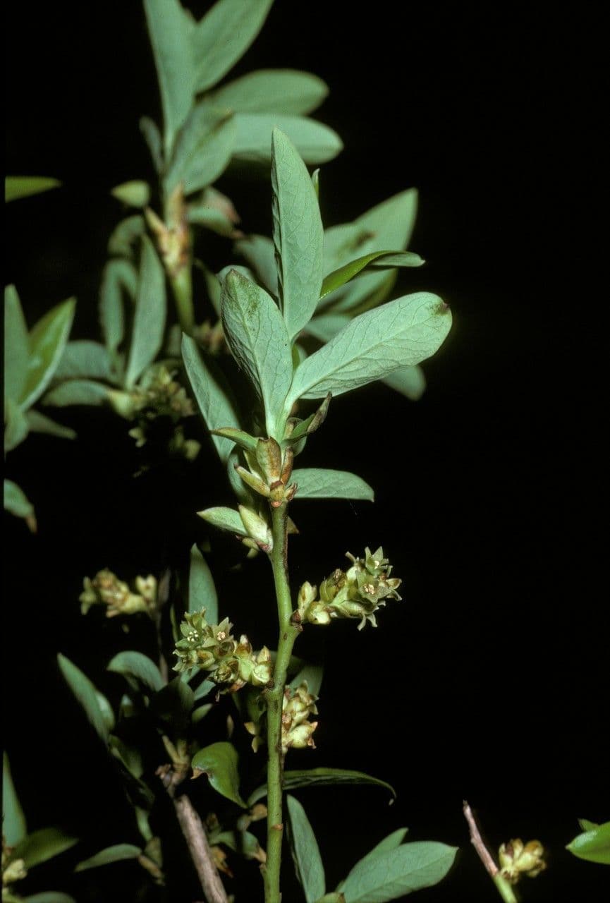 Myoschilos 4