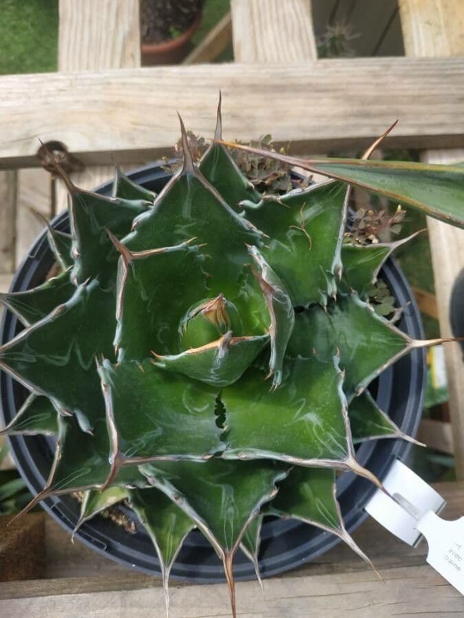Mountain agave 2