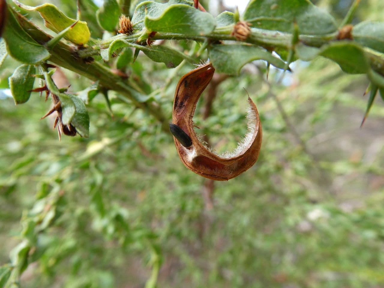 Acacia paradoxa 4