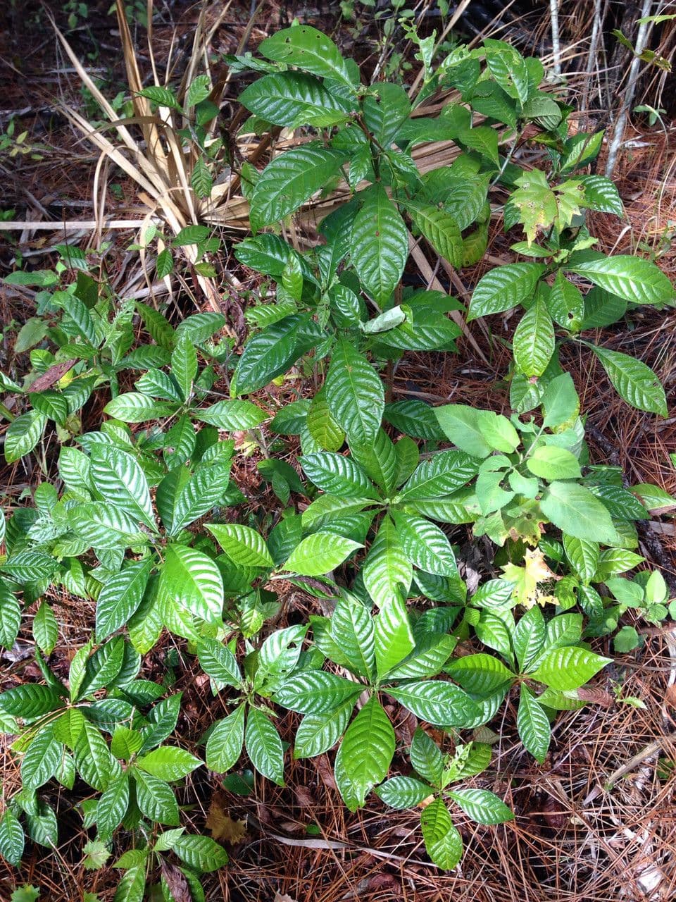 Psychotria nervosa 14