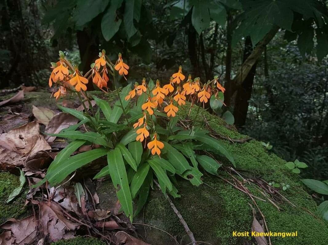 Habenaria 2