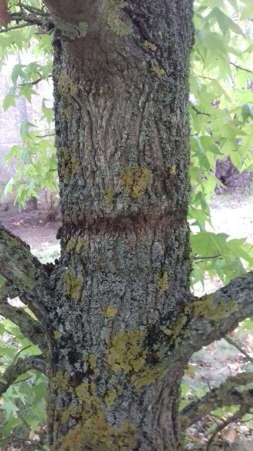 Liquidambar 22