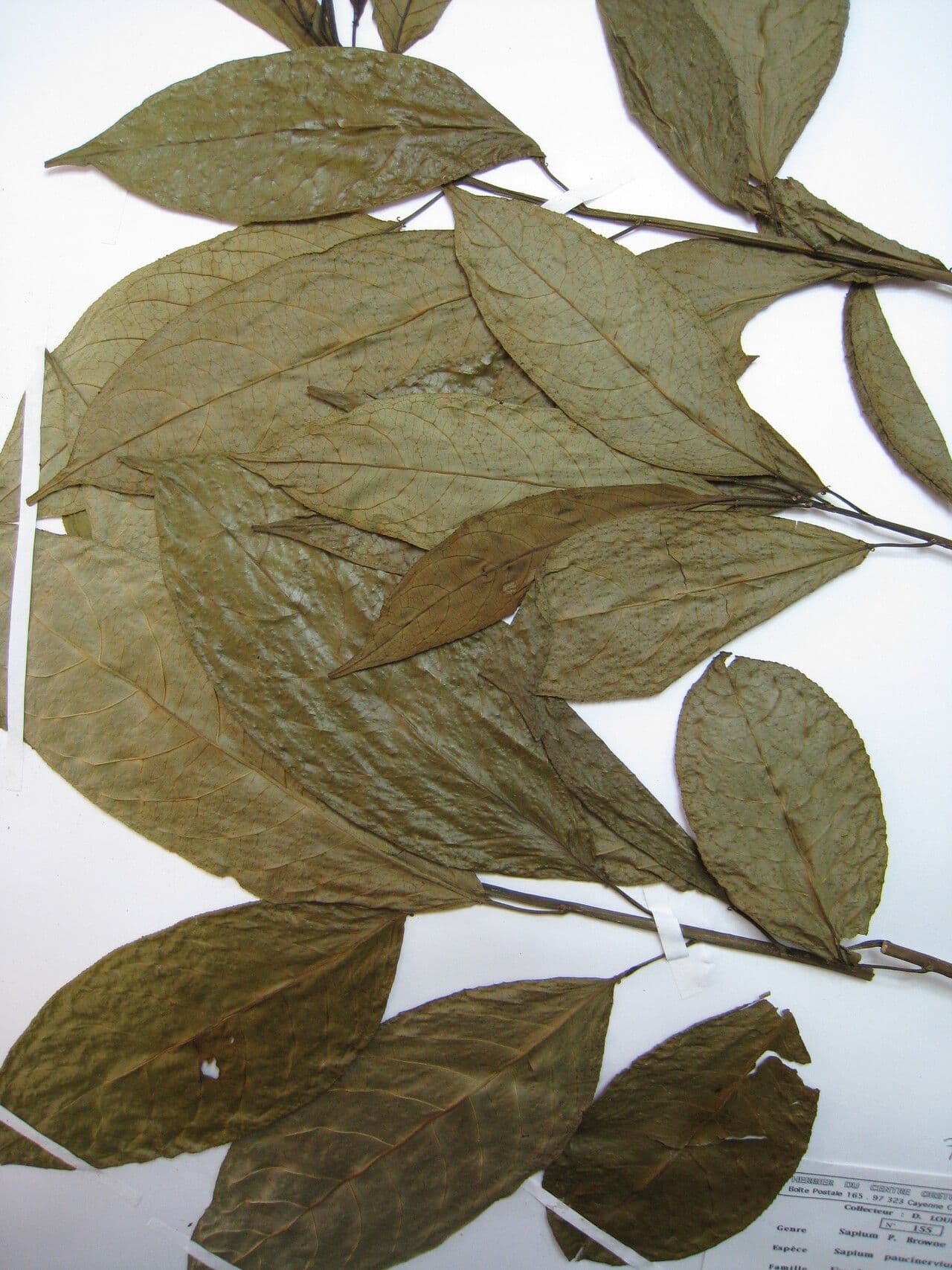 Sapium 3