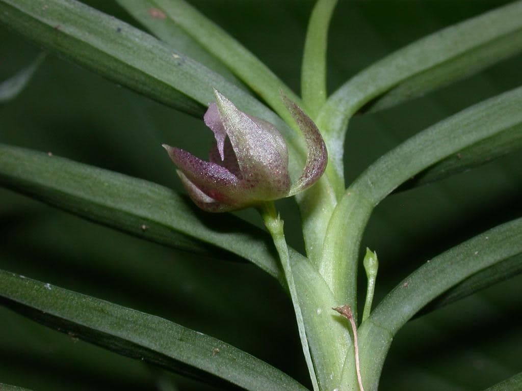 Dichaea 17