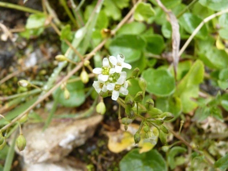 Cochlearia pyrenaica 5