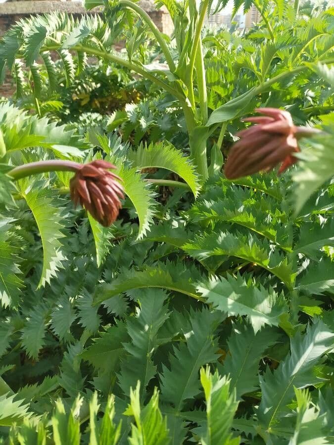Melianthus maggiore 8