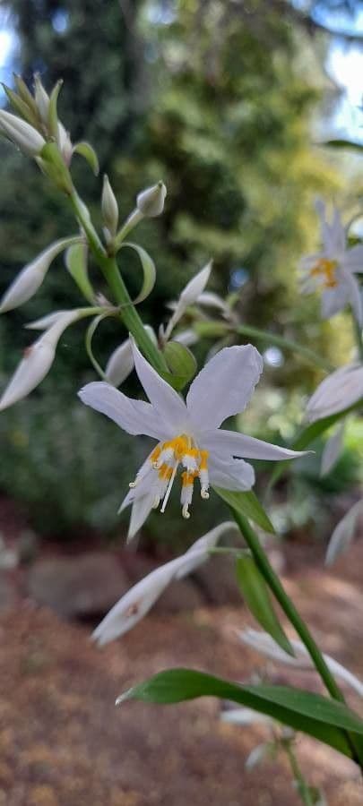 Arthropodium