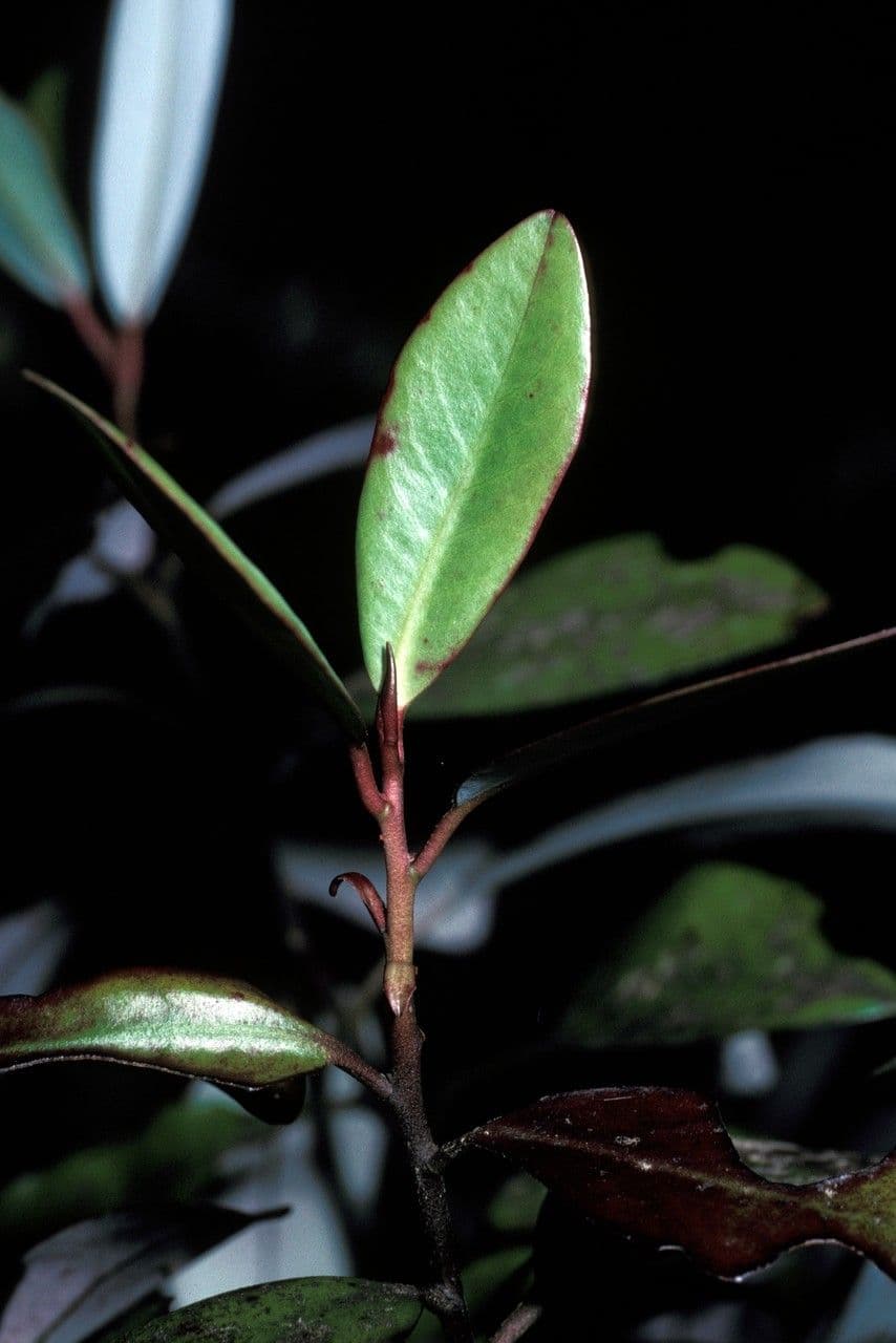 Pseudowintera