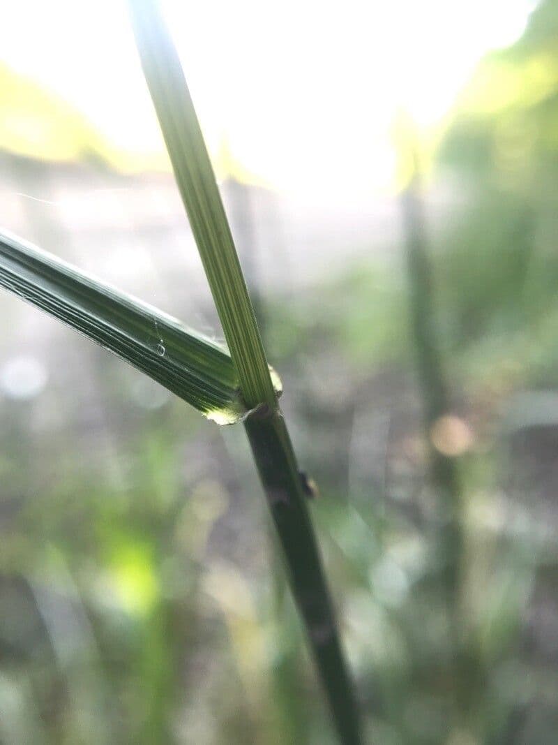 Festuca gigante 10