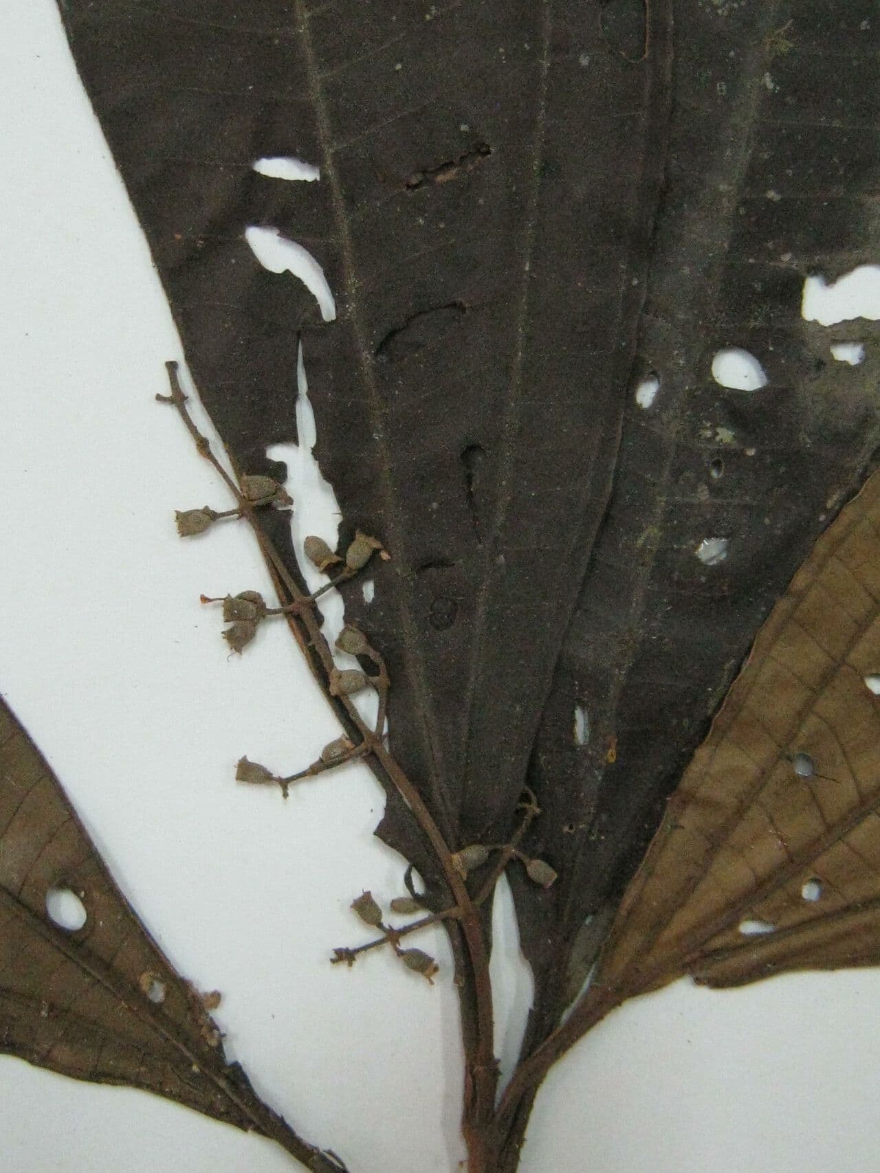 Miconia splendens 4