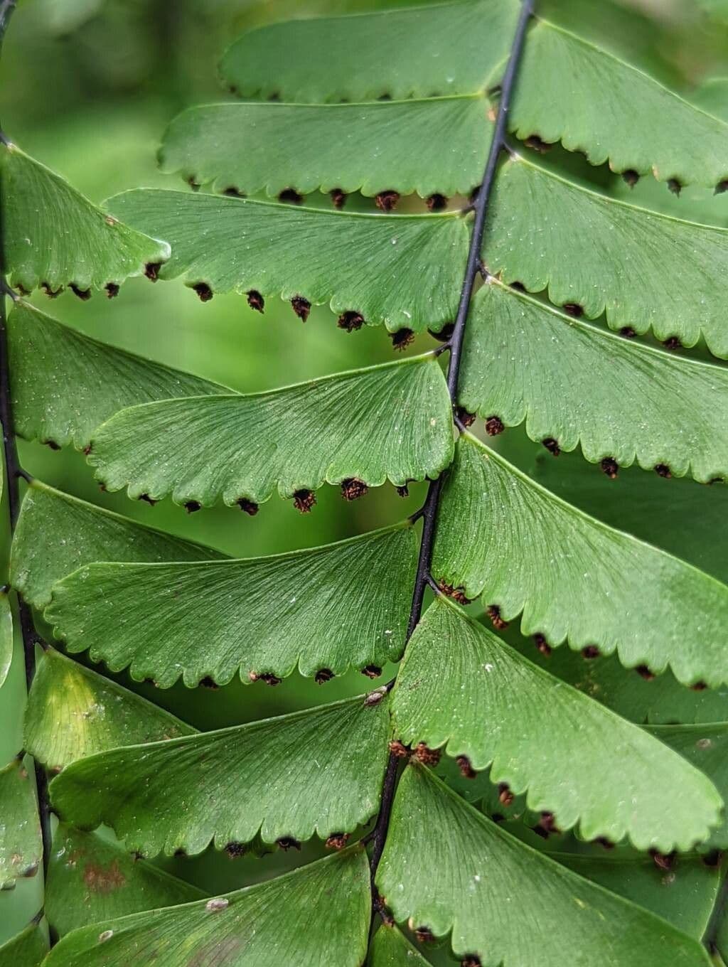 Helecho culantrillo 5