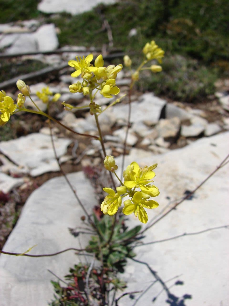 Biscutella 10