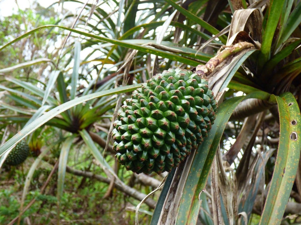 Pandanus