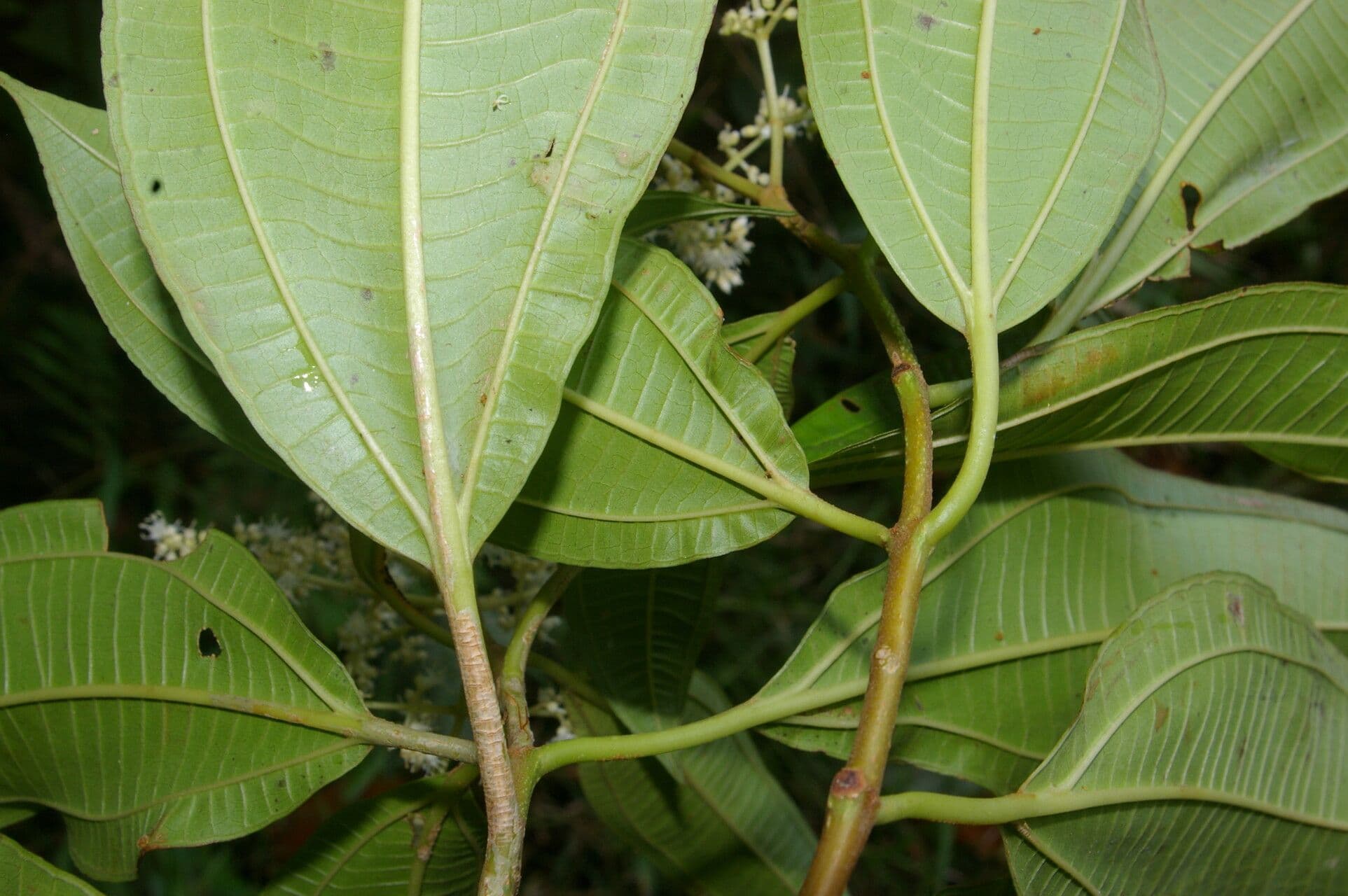 Miconia 6