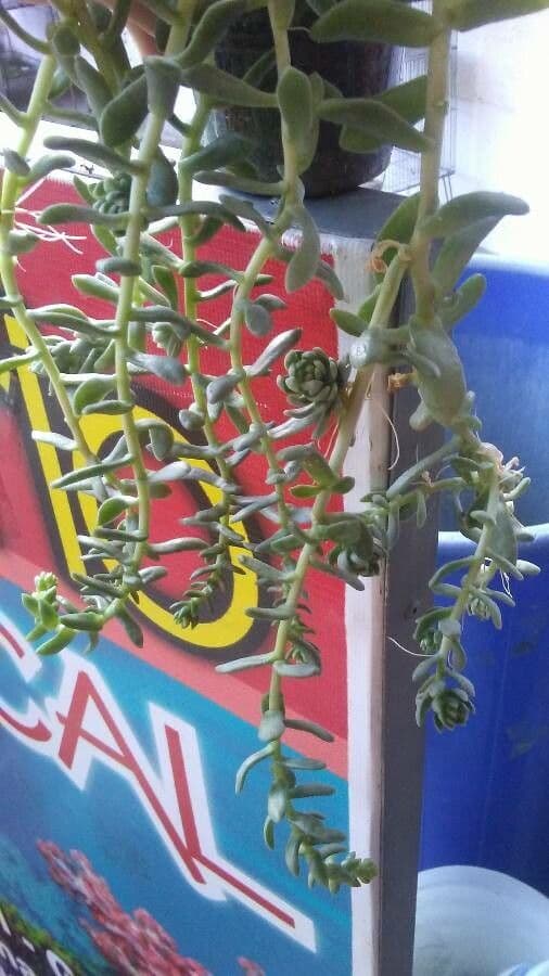 Sedum 7
