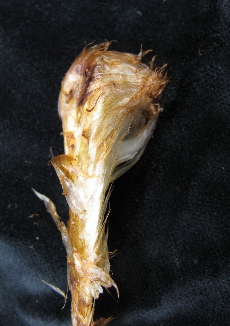 Athyrium