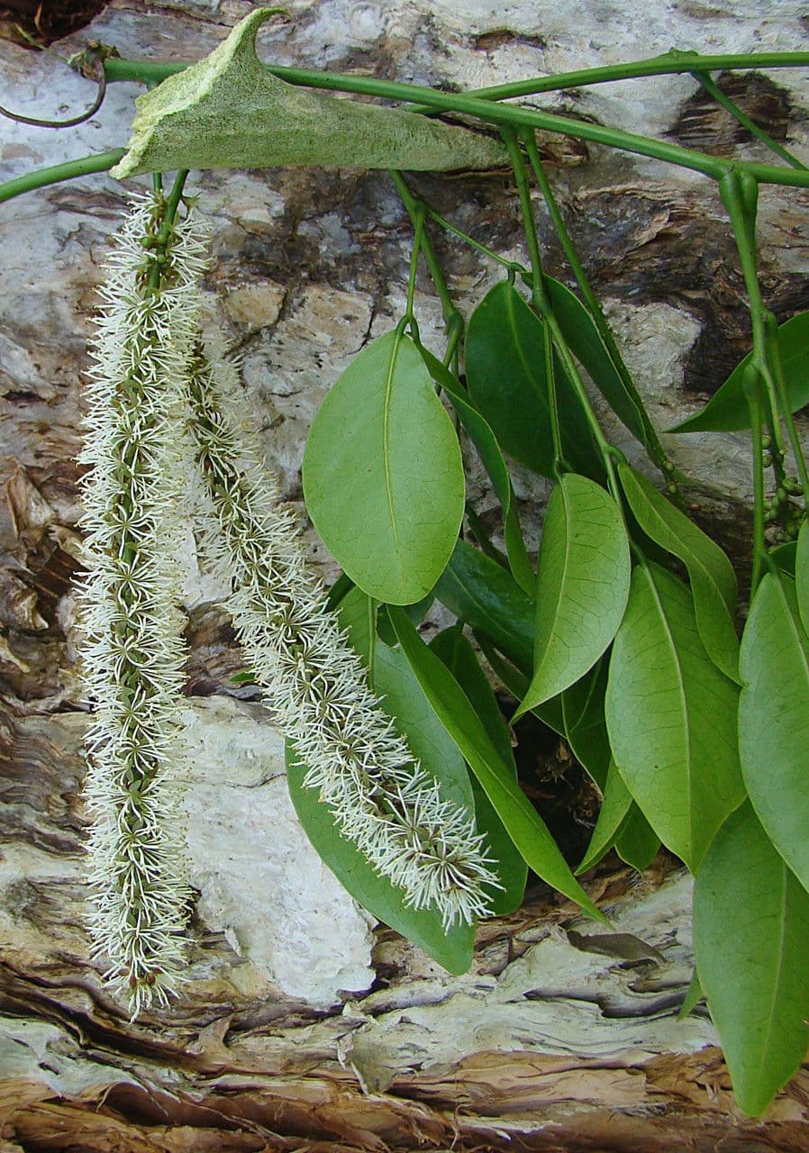 Entada phaseoloides 9