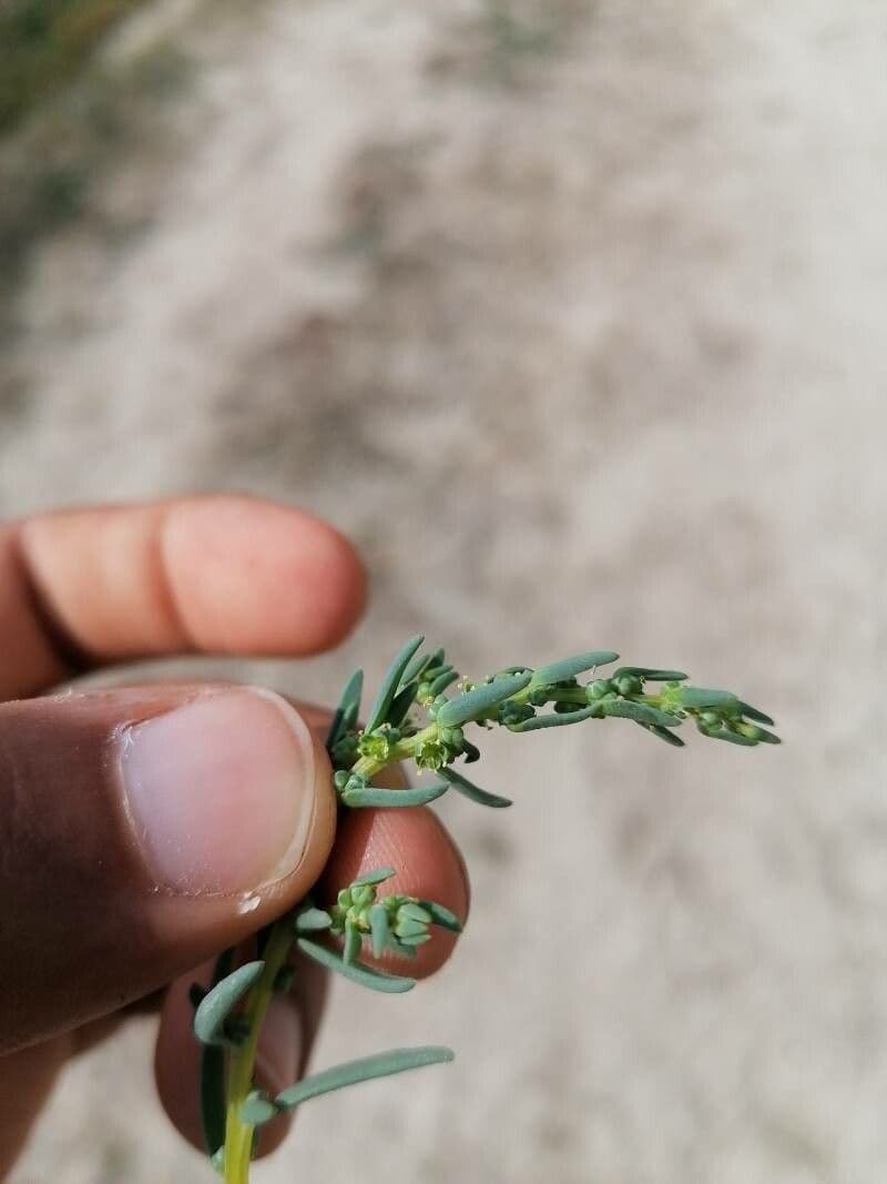 Suaeda marittima 21