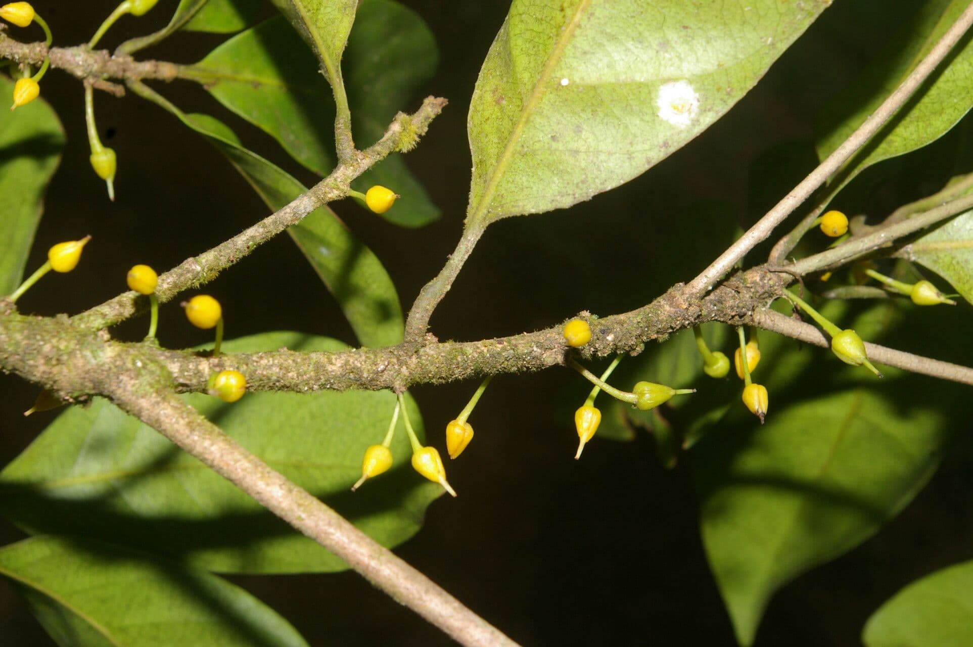 Pouteria 9