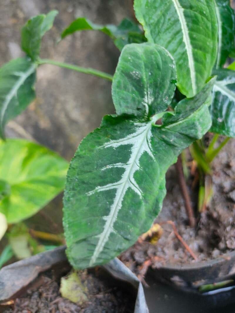 Wendlands Syngonium 5