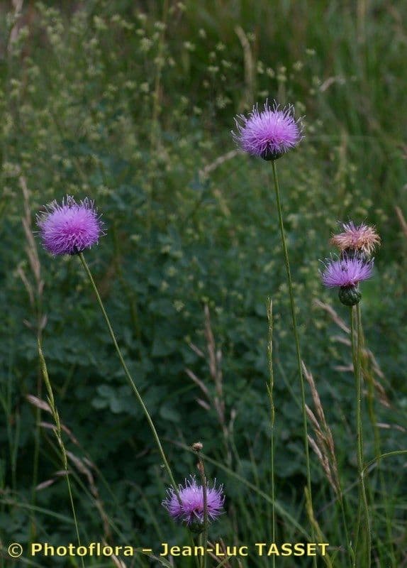 Klasea lycofolia 12