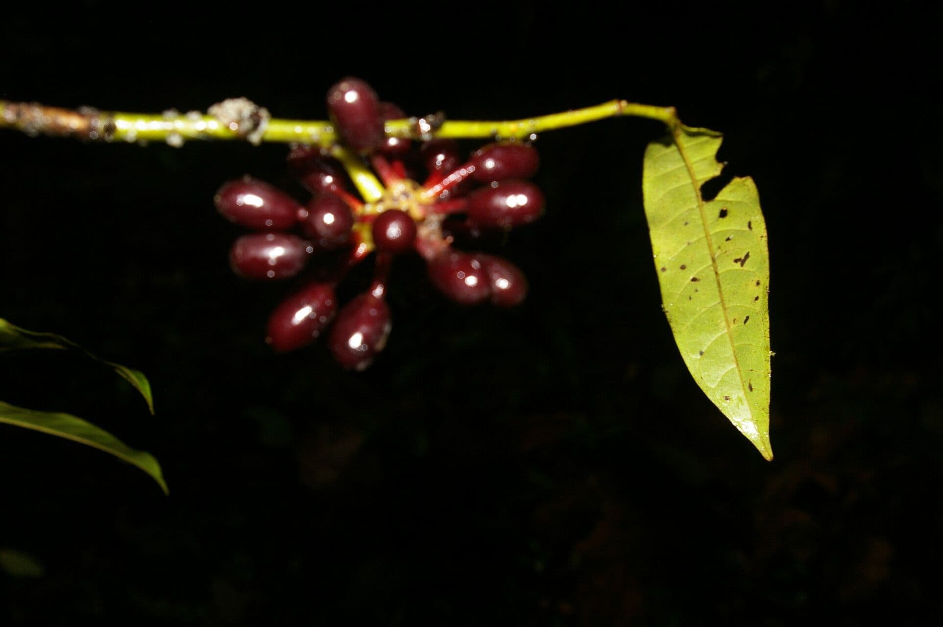 Guatteria 2