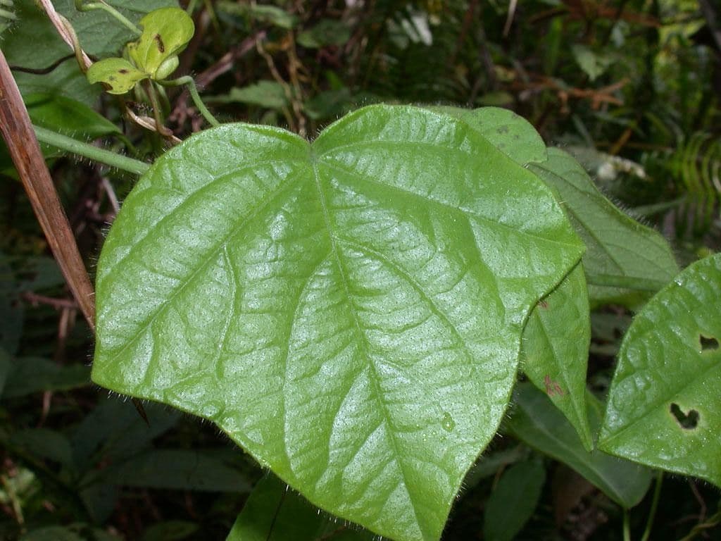 Passiflora 13