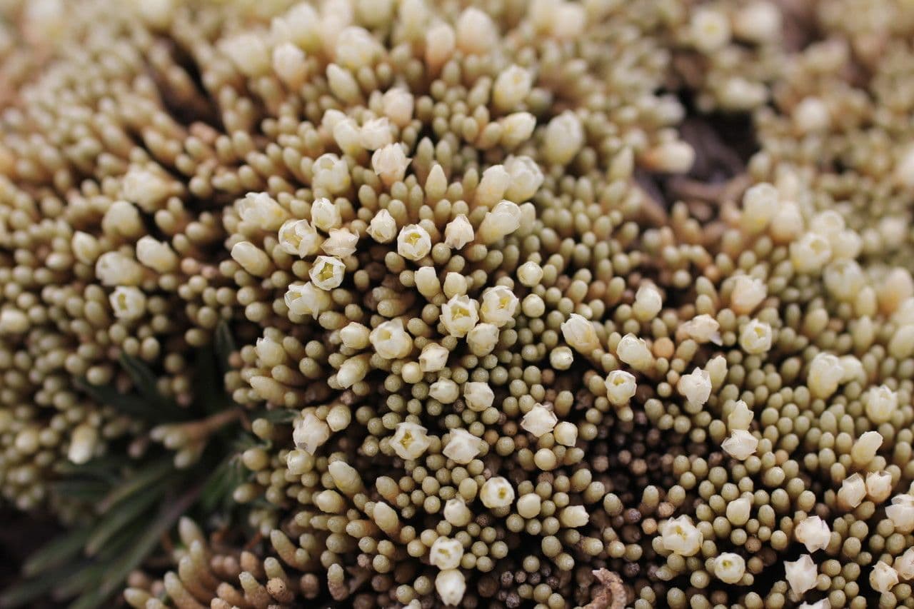 Pycnophyllum 15