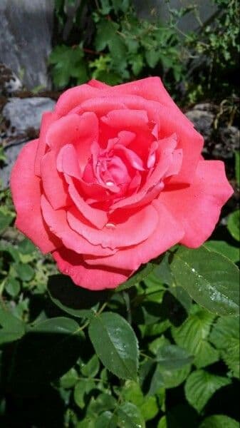 Rosa 7