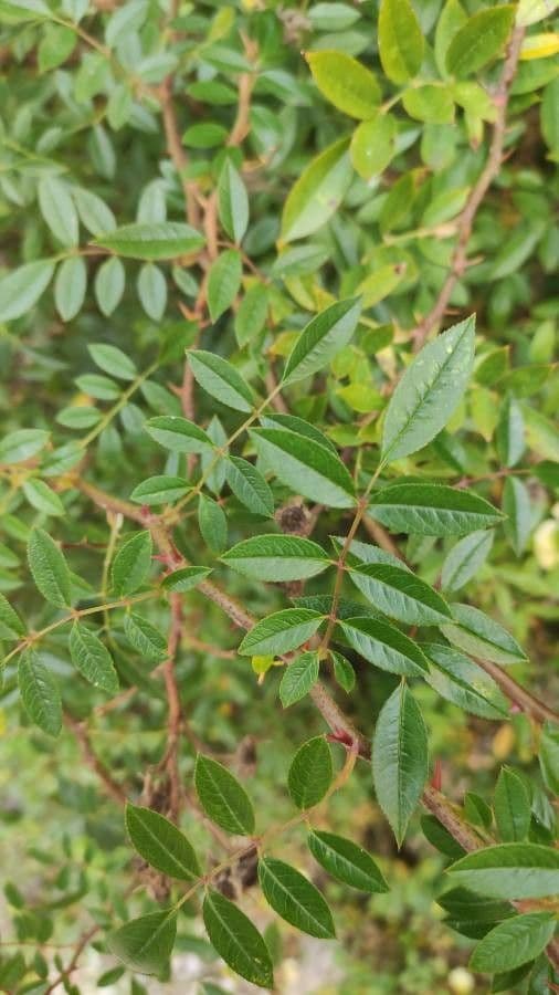 Rosa gialla 14