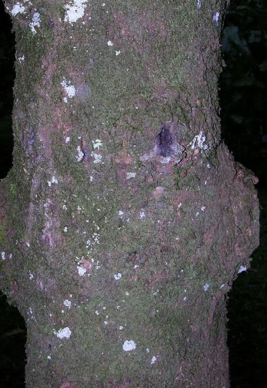 Garcinia 7
