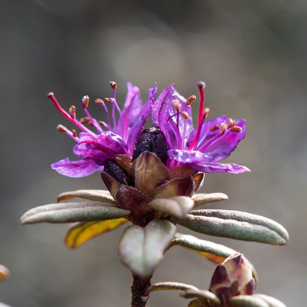 Rododendro rupicolo
