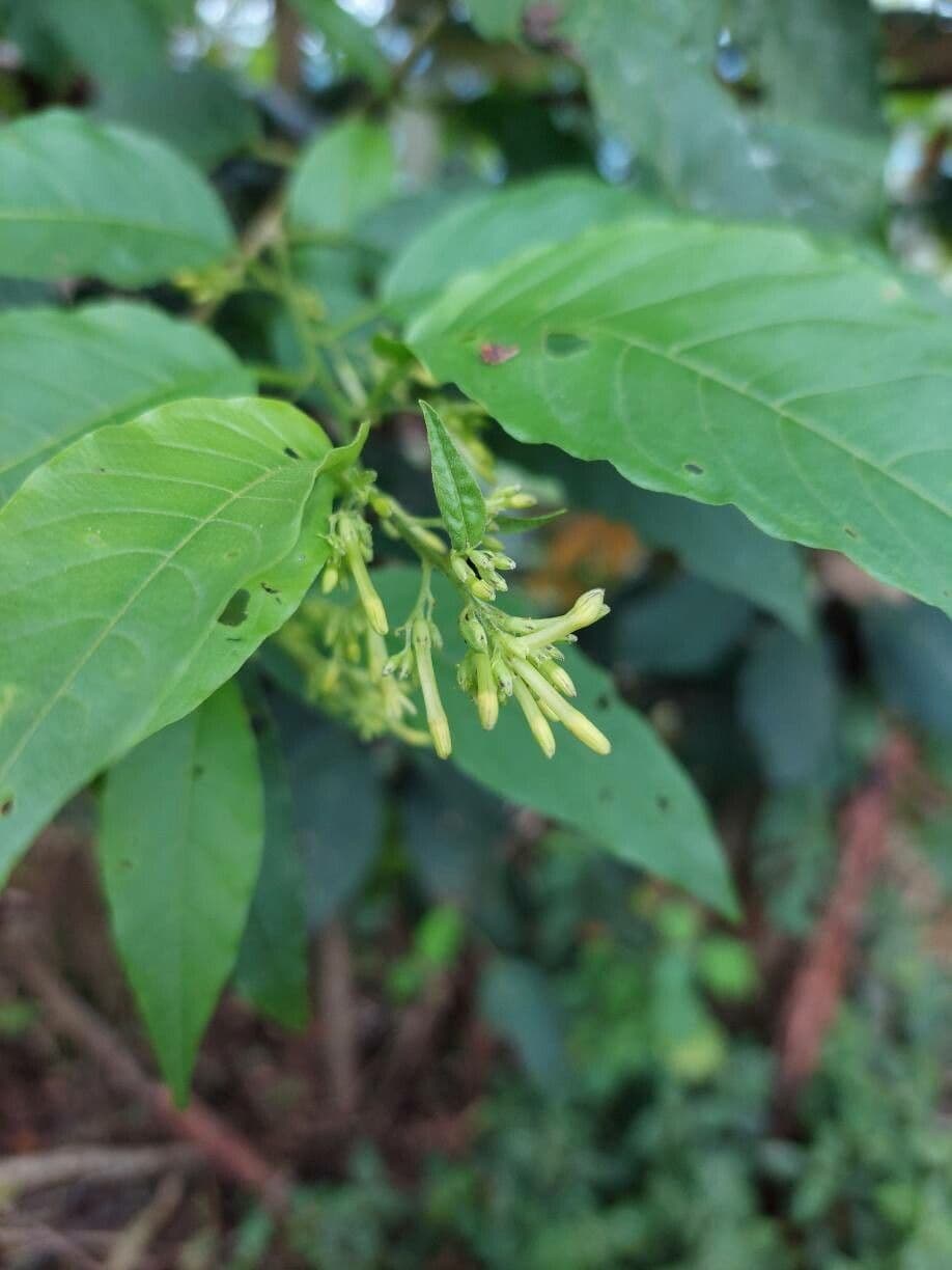 Cestrum strapcovité 10
