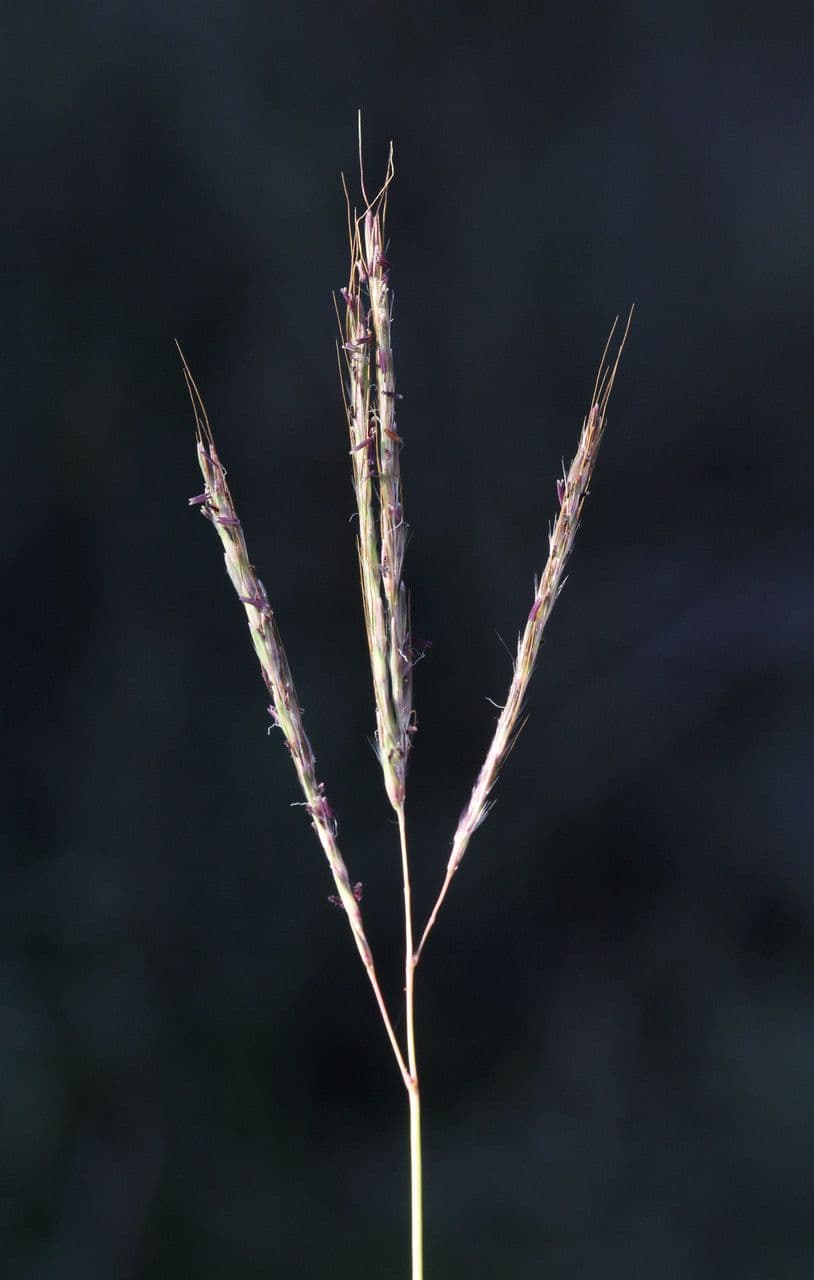 Gewöhnliches Bartgras 6