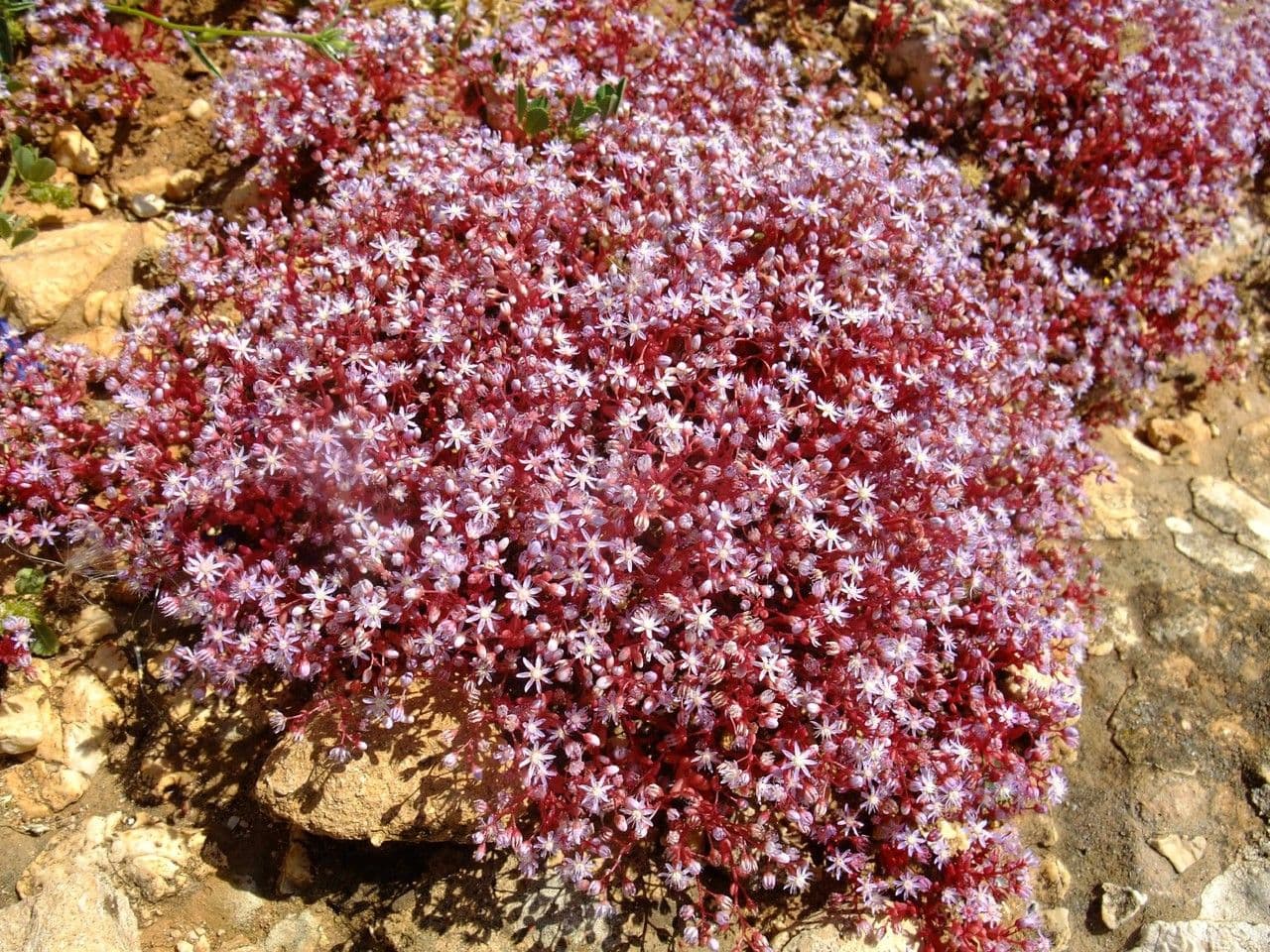 Borracina cerulea 10