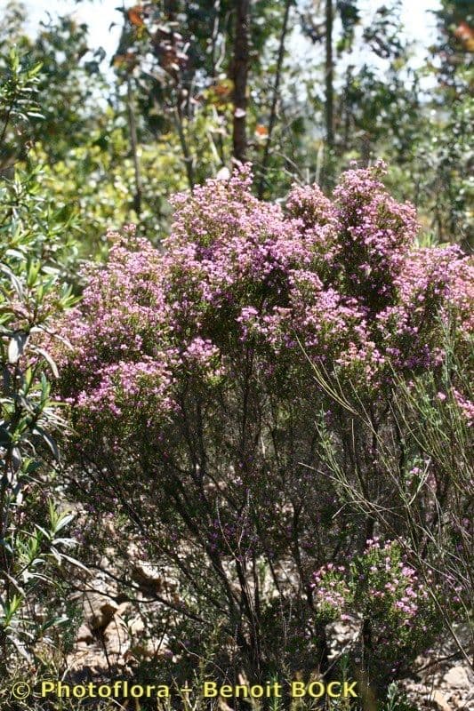 Spanische Glockenheide 7
