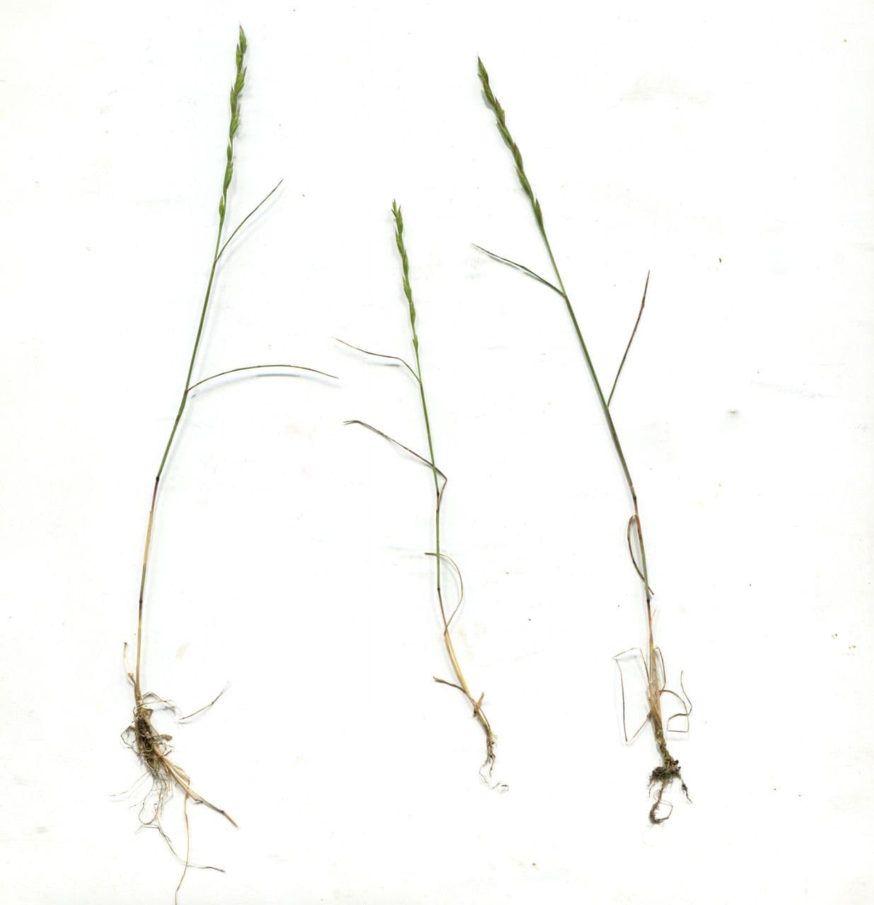 Festuca di Lachenal 11