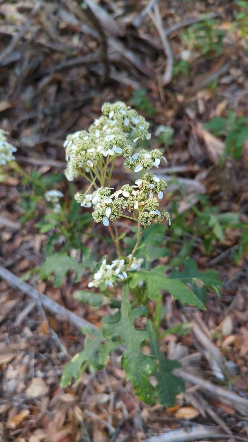 Jungfern-Silberblatt 6