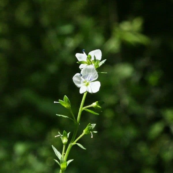 Veronica serpilifolia 7