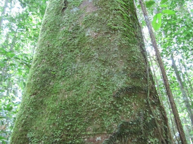 Pouteria 3