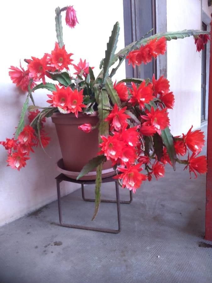 Disocactus 12