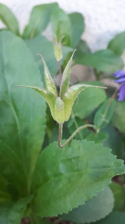Alpine columbine 2