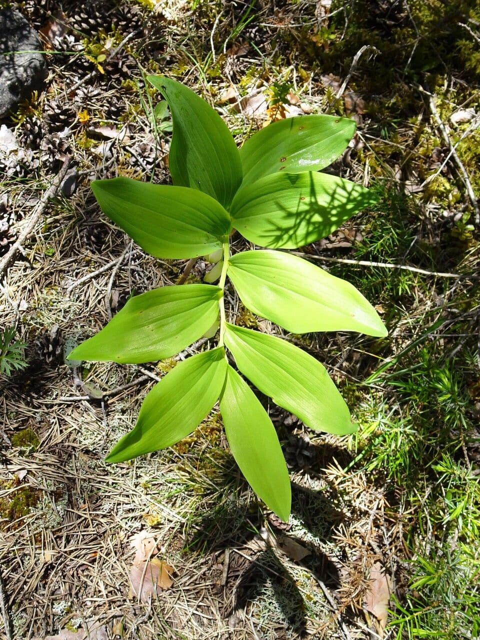Echtes Salomonssiegel 17