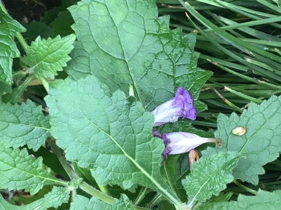 Rehmannia