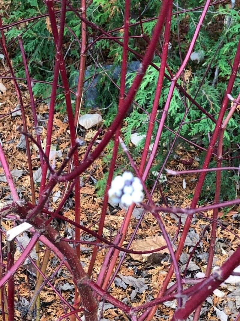 Svída výběžkatá 25