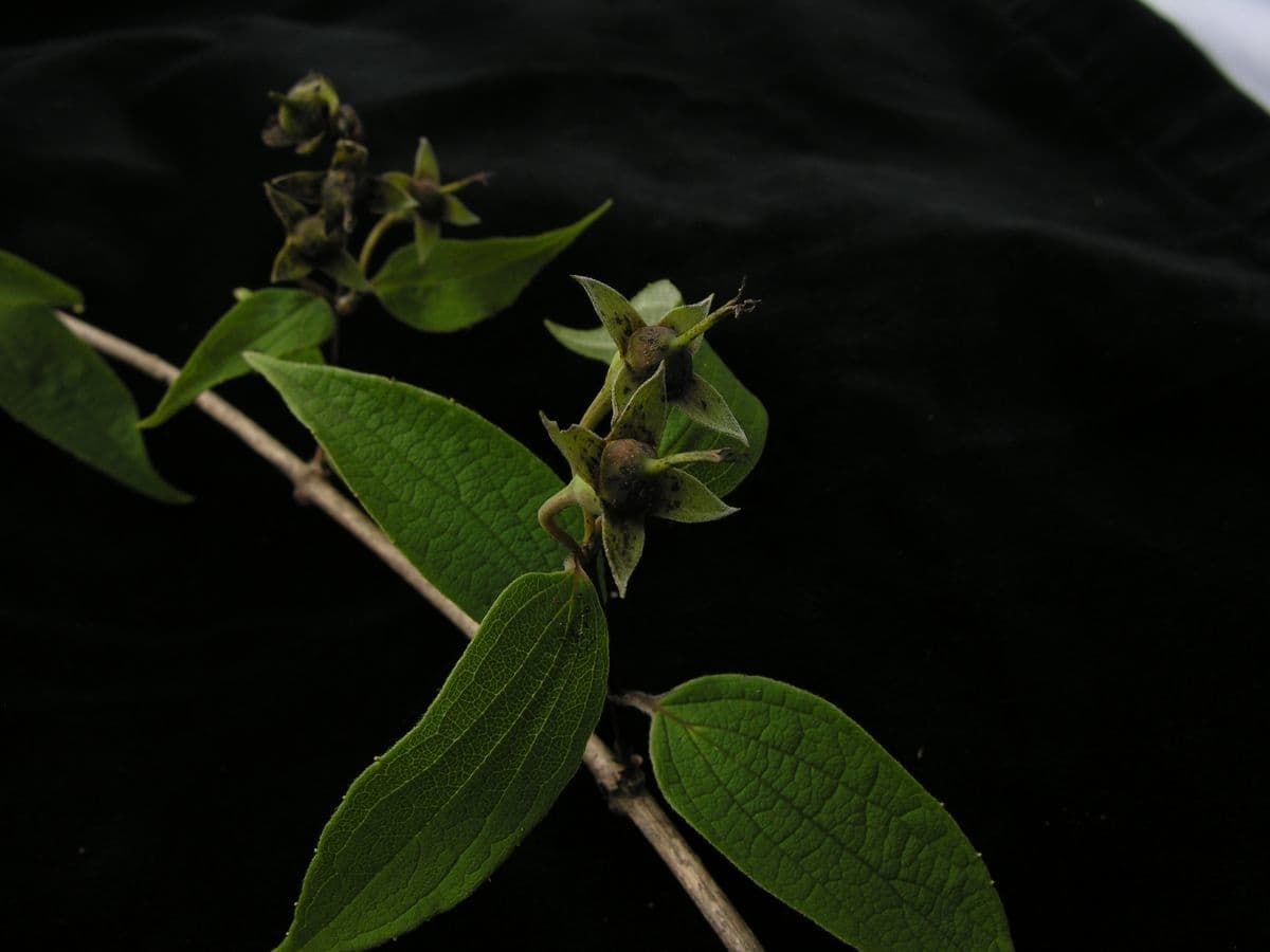 Duftender Pfeifenstrauch 5
